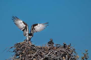 Adult osprey returns to nest with chick