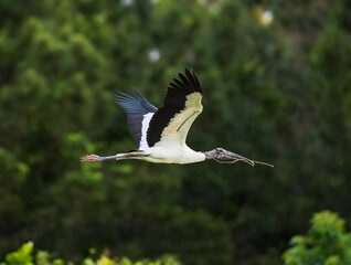Wood Stork in flight to nesting site
