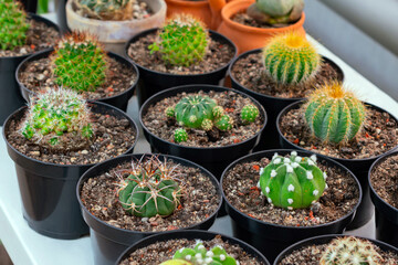 Cacti on a pots stand in a row on a shelf in an African (tropical) greenhouse close up