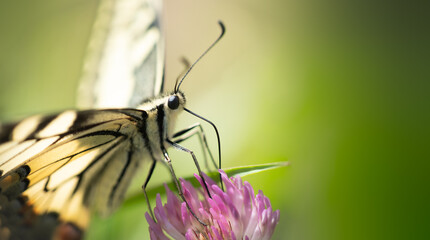 Motyl siedzący na koniczynie, aparat gębowy, rurka 