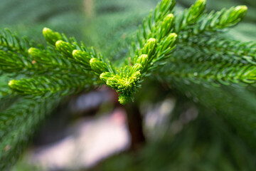 Araucaria heterophylla (Norfolk Island Pine, House Pine) branches macro