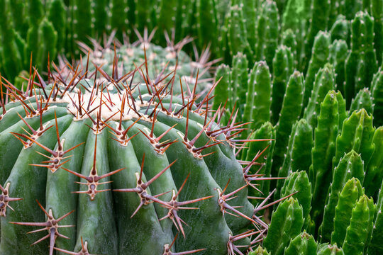 Ferocactus, euphobia growing in a sand in a botanical garden greenhouse