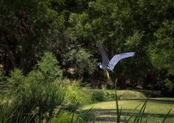 Fototapeta premium Ducks, Birds, Nature and more!