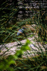 Ducks, Birds, Nature and more!