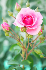 Pink roses in the garden. Floral summer background...