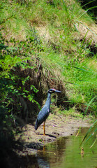 Ducks, Birds, Nature and more!