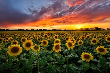 Fotobehang Beautiful sunset over sunflowers field © Piotr Krzeslak