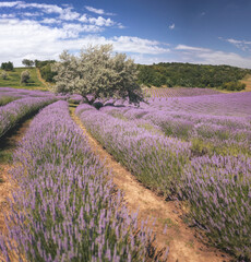 Naklejka na ściany i meble Wonderful lavender field in Hungary