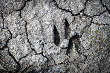 Dried animal footprint
