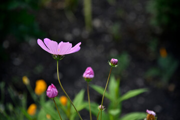 Fototapeta premium Purple cosmea flower in the summer garden