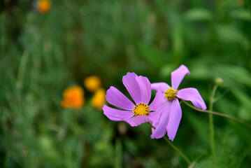 Fototapeta premium Purple cosmea flower in the summer garden