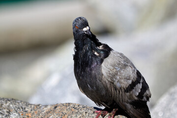 Perching Pigeon2