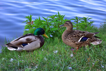 Two ducks on a green lawn near a blue lake on a summer day. Close-up. Colorful plumage. Birds in the wildlife. Natural background.