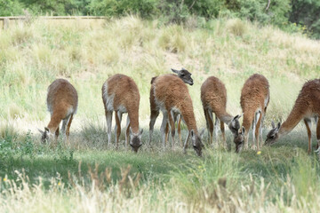 Lama animal, , in pampas grassland environment, La Pampa province, Patagonia,  Argentina