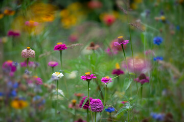 Obraz na płótnie Canvas beautiful meadow flowers with nice bokeh - soft focus art floral background