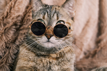Close-up of a portrait of a serious cat in sunglasses.