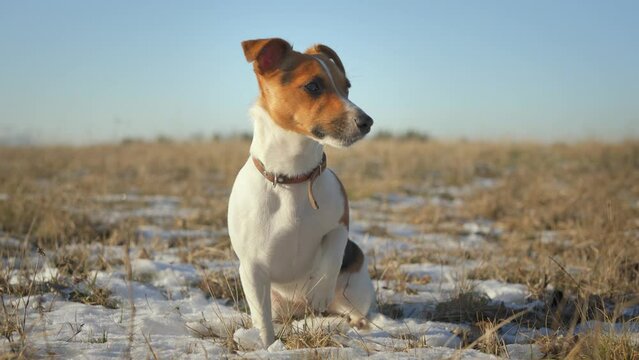 Small Jack Russell terrier sitting on green grass meadow with patches of snow during freezing winter day, one leg up looking attentively - shaking from cold