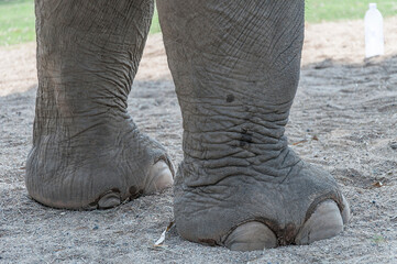 Feet of large elephant in the foreground © FEDEMARINIC