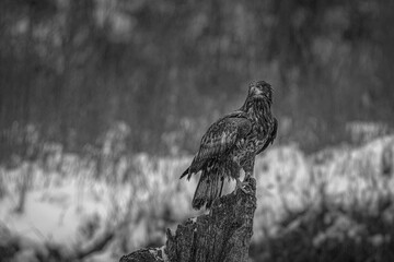 2022-07-26 A YOUNG BALD EAGLE PERCHED ON A STUMP DURING A SNOW STORM LOOKING LEFT IN BLACK AND WHITE NEAR SKAGIT VALLEY WASHINGTON
