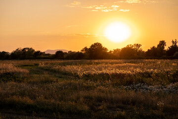 Beautiful summer sunset over Sava riverbanks, behind tall grass full of wildflowers, near city of Zagreb, Croatia