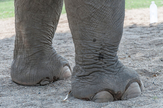 Feet of large elephant in the foreground