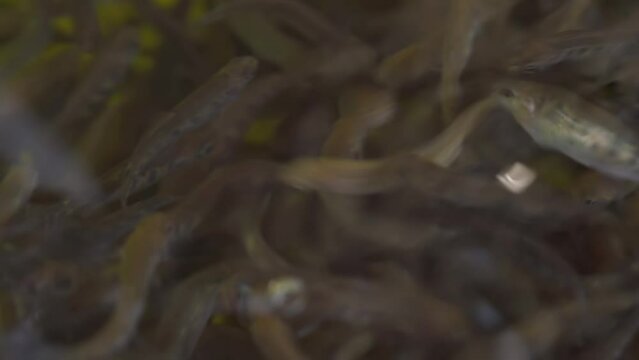 Small trout fish swimming in dark water at breeding farm, closeup detail