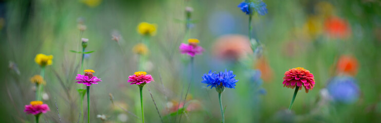 beautiful meadow flowers with nice bokeh - soft focus art floral background