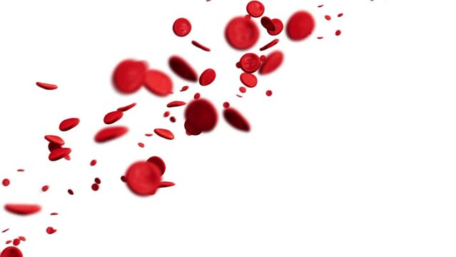 Seamless loop video of Inside Blood Vessel. Close up blood Stream on white background. Erythrocytes, Lymphocytes and Thrombocytes flow animation. Concept: microbiology, molecule, education, injection