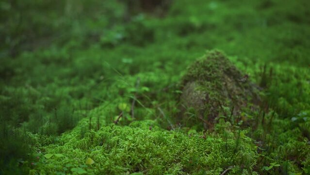 Fine green moss and tiny mushrooms growing on dark forest ground, few small twigs near, camera slides forward, closeup macro detail