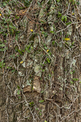 Tree bark with bindweed. Texture background.
