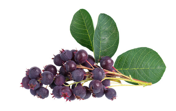 Juneberry Images Browse 4 155 Stock Photos Vectors and Video
