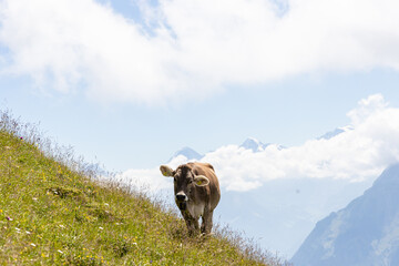 cow standing infront of snow white mountains on a hill and looks forward, clouds in the sky