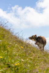 cow standing on mountainboard in the mountains under a cloudy sky looking upwards