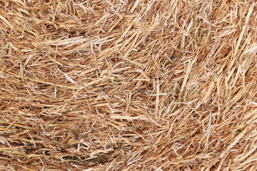 straw texture. golden cut straw from winter wheat on field, concept of harvest, bread production, livestock litter, grain growing waste, material for livestock farmers