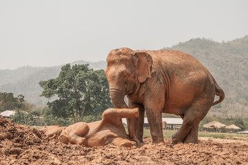 Baby elephant playing with its mother in the mud