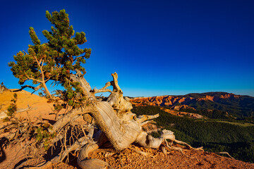 Bristlecone Pine in the Twisted Forest on Cedar Mountain