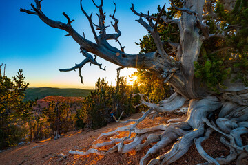 Twisted Forest, Cedar Mountain, Dixie National Forest, Utah, USA