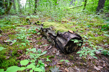 dead wood trunk lying on ground in forest