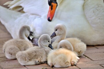 Obraz premium junge Schwäne