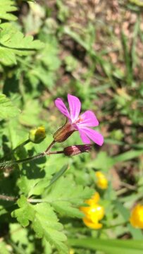 Geranium robertianum cranesbill flower with a honeybee flying of the plant
