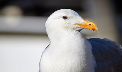 Close up of the head of a seagull.