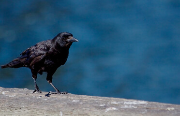 Crow