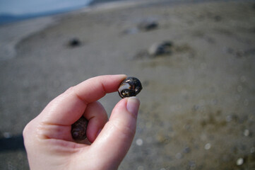 hand holding a snail