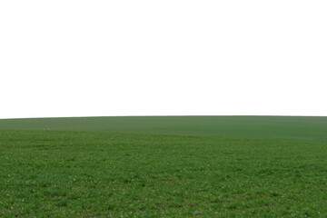 Obraz na płótnie Canvas Green field as a background. Green grass in spring isolated on white background.