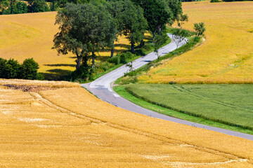 Weg mit Bäumen in Feldern