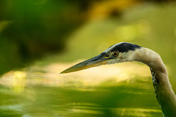 Close up photo of a Great blue heron (Ardea Herodias) taken through green vegetation, British Columbia, Canada