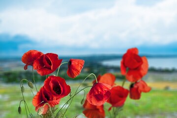 Bright red poppy flowers against the blue sky. Field of wild poppies on a sunny spring day.