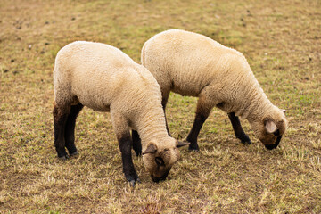 two young sheep eat dry grass on the field. Close-up postcard. The concept of agriculture, business, the world around, farmers. High quality photo