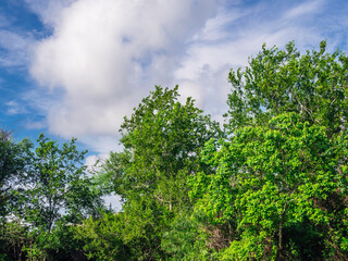 Obraz premium Tall green brush on a beautiful day