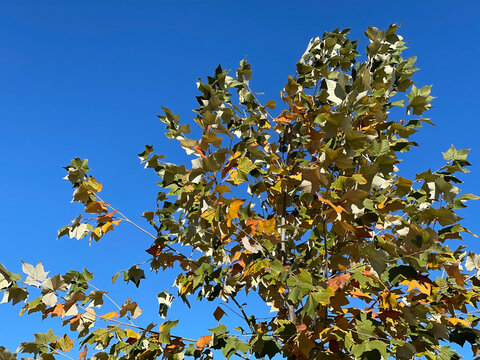 tree leaves on blue sky background